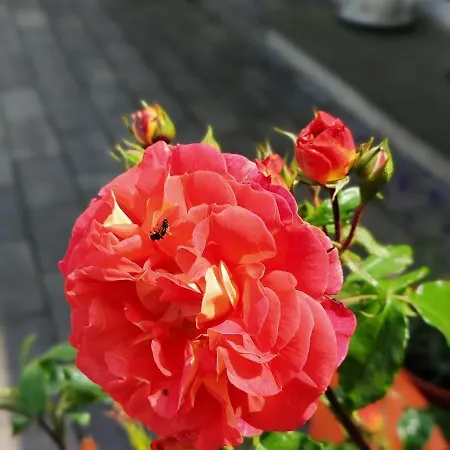 Li's Guestrooms Accommodatie bij particulieren