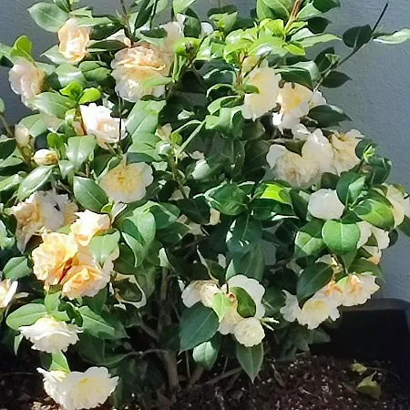 Accommodatie bij particulieren Li's Guestrooms Troisdorf